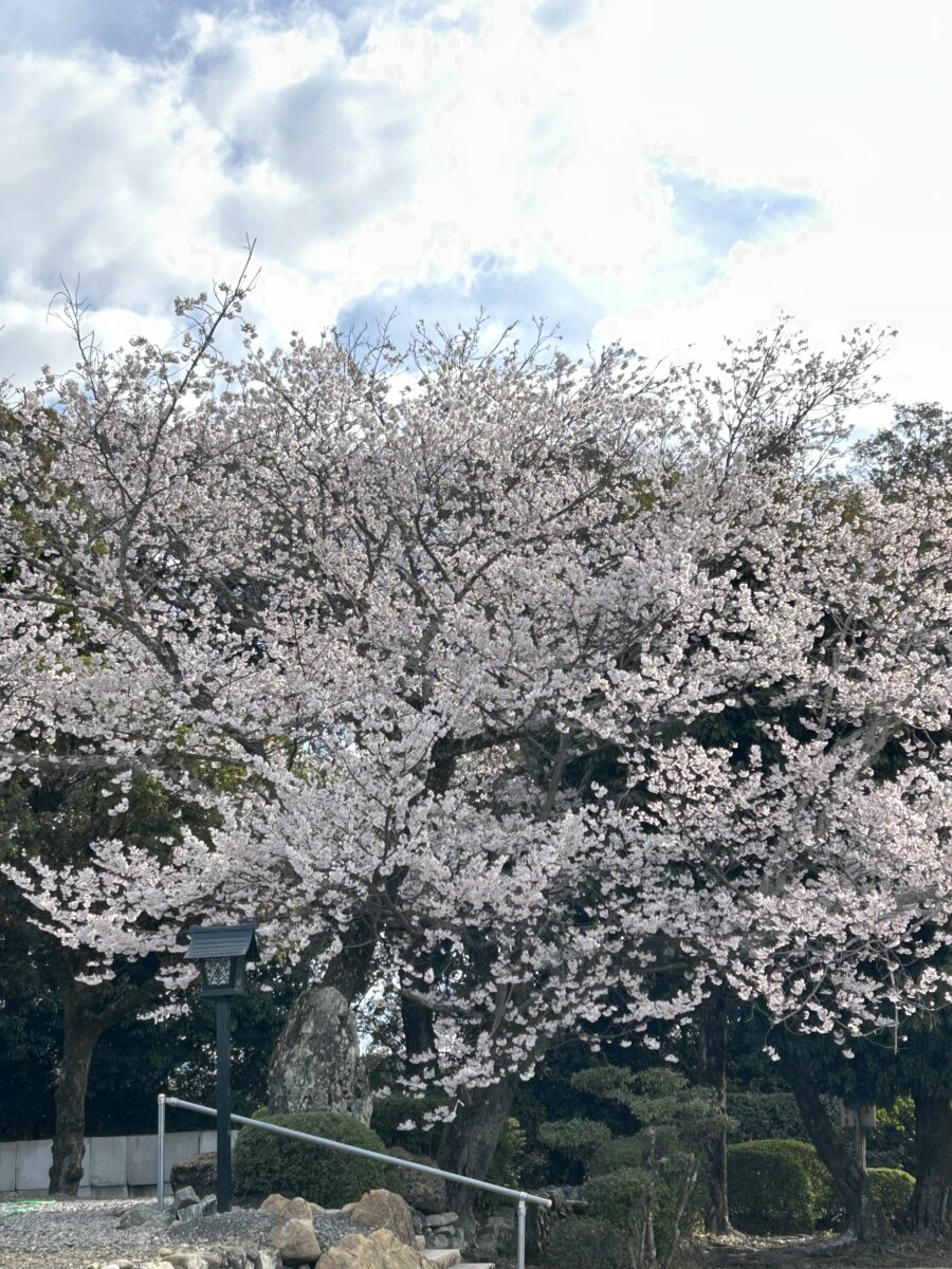 桜