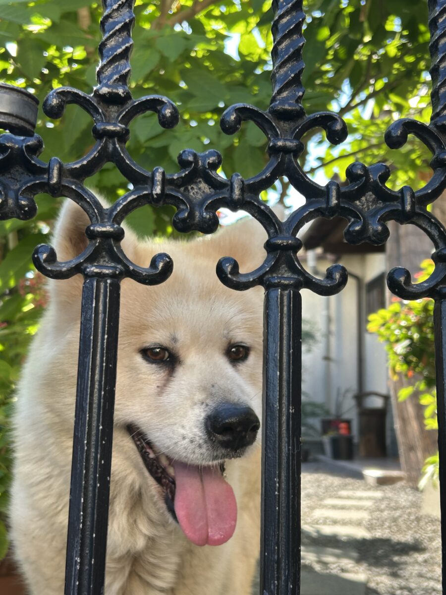 愛犬キナコ