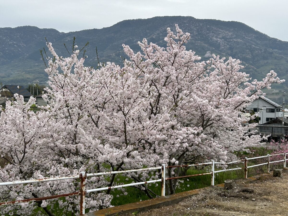 桜の時期