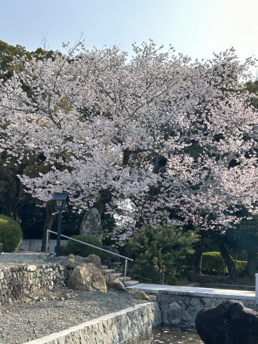 桜