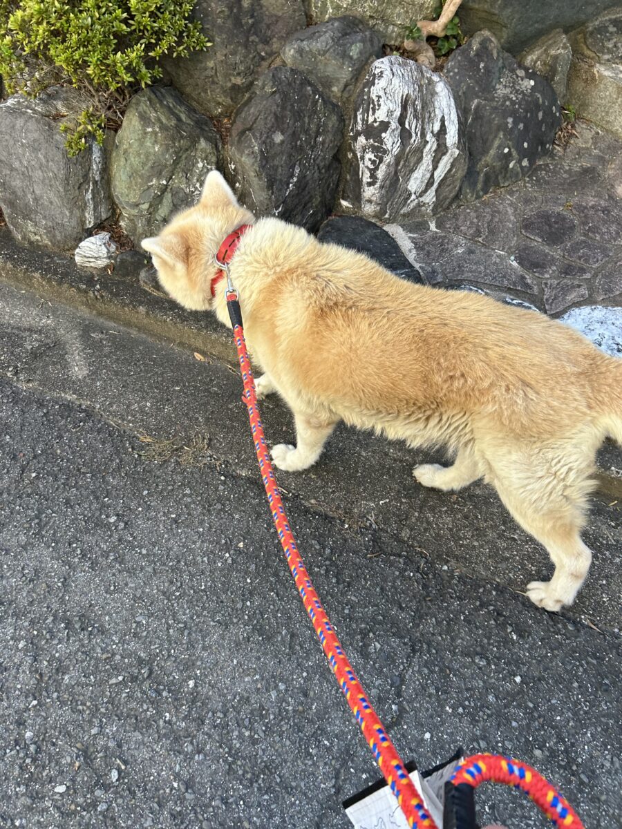 愛犬キナコと散歩